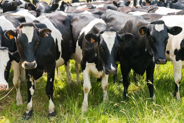 Leite Vaca Leiteira Sobre Pastoreio Verde Animal Fazenda — Fotografia de Stock