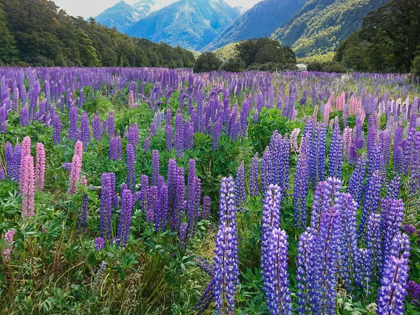 Beau Champ Fleurs Lupin Pleine Floraison Avec Jungle Tropicale Nouvelle — Photo