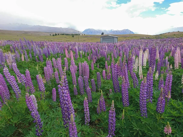 Purple lupine flower full bloom condition, New Zealand natural landscape background