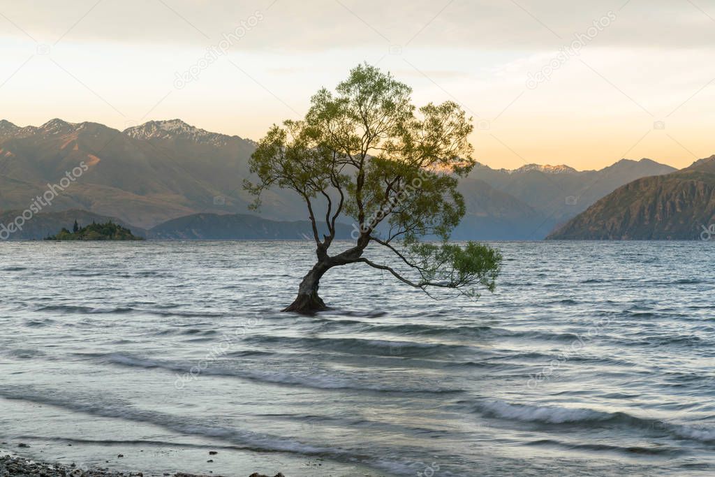 Alone Wanaka tree in water lake, New Zealand natural landscape background