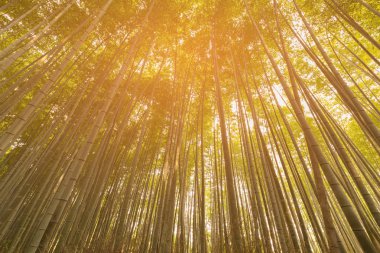 Alt görünümü Kyoto tropikal orman doğal manzara arka plan bambu ormanında