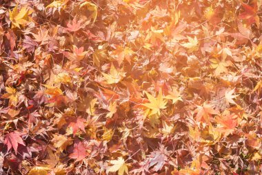 Akçaağaç Sonbahar sezonu boyunca yere düşmüş yaprakları