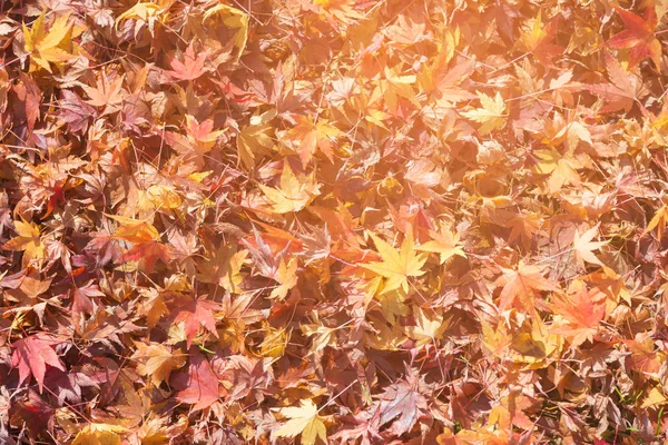 Akçaağaç Sonbahar sezonu boyunca yere düşmüş yaprakları