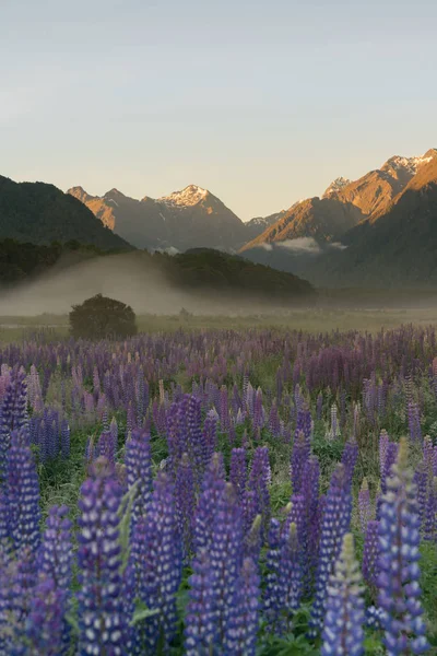 Lupine Flor Cheia Com Fundo Montanha Paisagem Natural Nova Zelândia — Fotografia de Stock