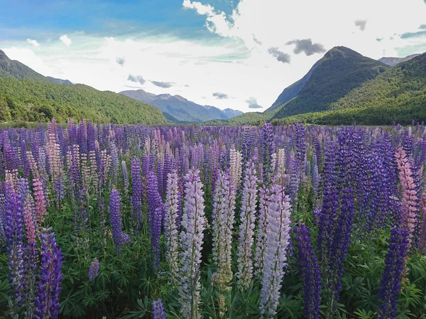 Lila Lupine Full Blom Villkorar Nya Zeeland Naturlandskap Bakgrund Stockbild