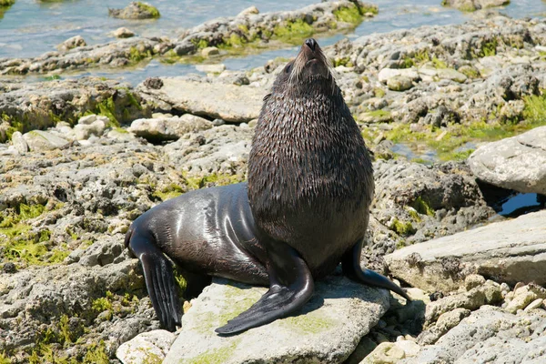 Juego Focas Sobre Roca Marina Fondo Animal Natural — Foto de Stock