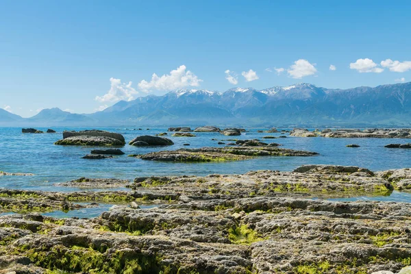 Красу Узбережжя Моря Пляжі Kaikoura Сходу Нової Зеландії Природний Ландшафт — стокове фото