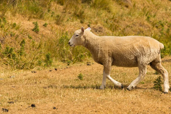 農業動物 乾燥したガラスの赤ちゃん羊を歩く — ストック写真