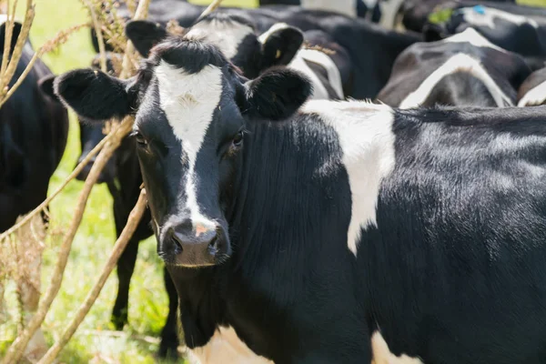 Нова Зеландія Чорно Білі Корови Крупним Планом — стокове фото