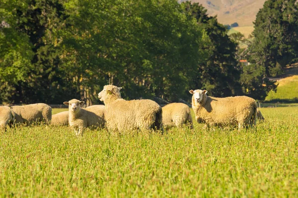 Овца Над Зеленым Стеклом Смотрит — стоковое фото