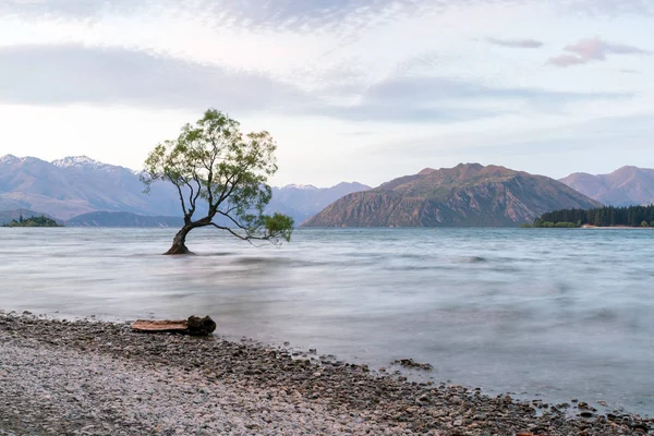Árbol Solitario Lago Wanaka Nueva Zelanda Paisaje Natural Fondo —  Fotos de Stock