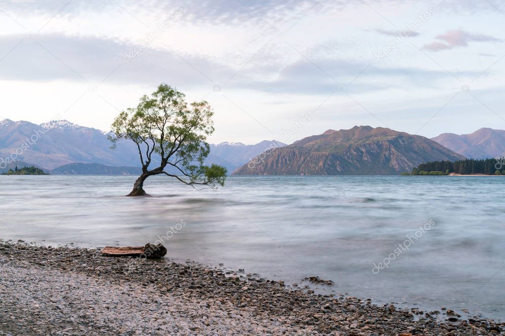 Lonely tree in Wanaka lake, New Zealand natural landscape background