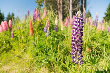 Tam çiçeklenme mor acı bakla çiçek kadar Yeni Zelanda yaz sezonu kapatmak 
