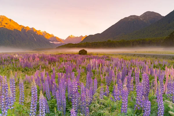 Lupine Cor Roxa Montanha Paisagem Natural Nova Zelândia Fundo — Fotografia de Stock