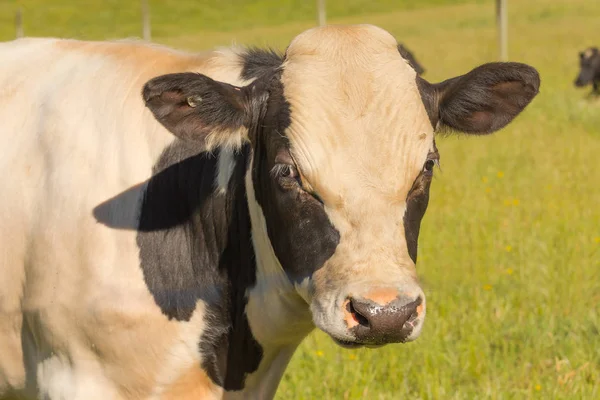 Vaca Leiteira Com Fundo Vidro Verde Close Animal Fazenda — Fotografia de Stock