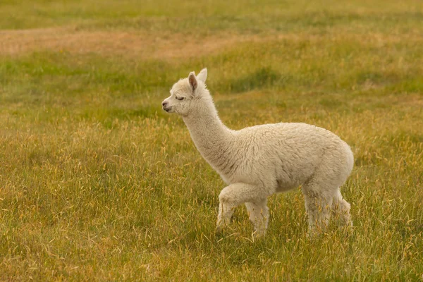 Caminando Bebé Lindo Alpaca Sobre Vidrio Verde Animal Granja — Foto de Stock