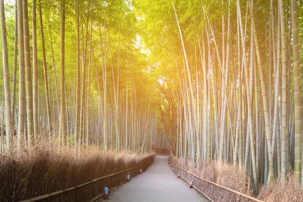 Kyoto Japão Floresta Bambu Arashiyama Zen Jardim Paisagem Natural Fundo — Fotografia de Stock