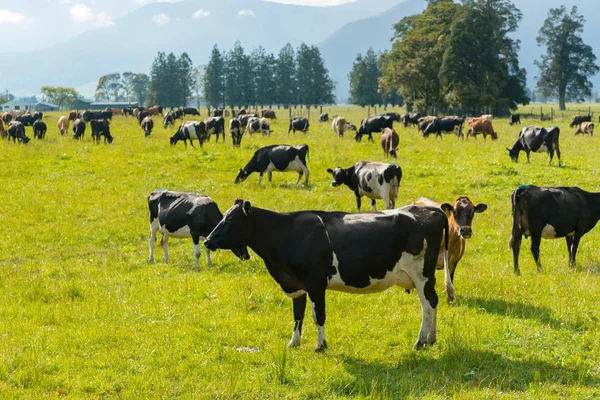 Vache Mangeant Sur Verre Vert Animal Ferme — Photo