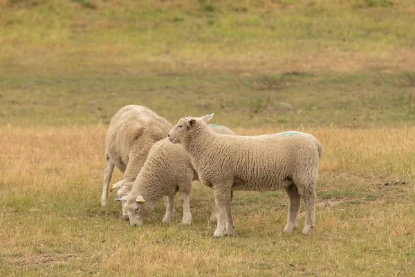 Sheep Baby Stand Eating Green Glass Farm Animal — Stock Photo, Image