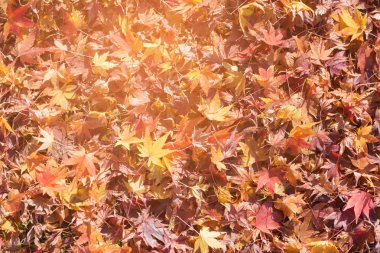 Yere yat, sonbahar sezonu doğal manzara arka plan düşmüş kırmızı akçaağaç yaprakları