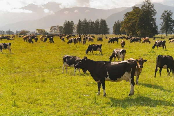 Granja Vacas Lecheras Sobre Campo Vidrio Verde Animal Granja — Foto de Stock