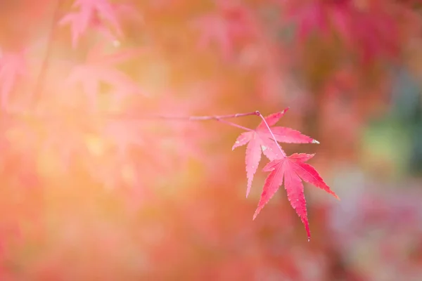 红枫叶特写选择性聚焦 自然景观背景 — 图库照片