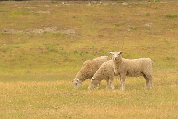 Schattig Fram Schapen Groen Glas Nieuw Zeeland Fram Dier — Stockfoto