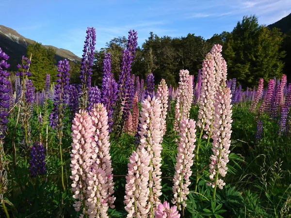 Lupine Flor Durante Temporada Verano Nueva Zelanda Paisaje Natural Fondo —  Fotos de Stock