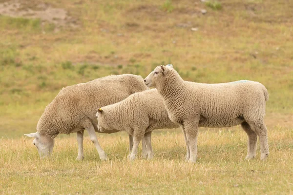 グリーン ガラスの羊の赤ちゃんは 農場の動物ニュージーランド — ストック写真