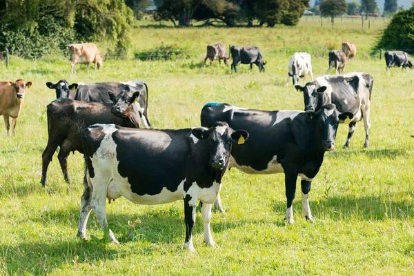 Ganadería Sobre Vidrio Verde Animal Granja — Foto de Stock