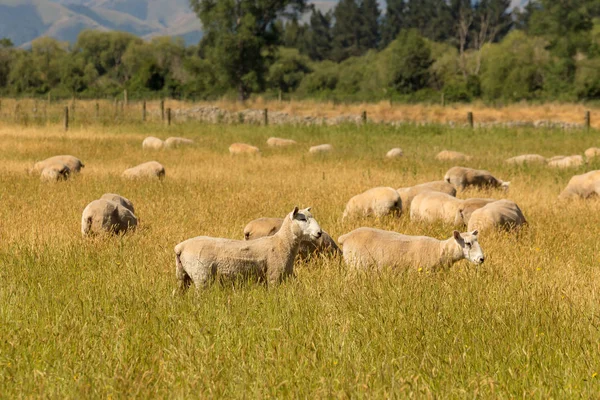 Ovejas Campo Vidrio Verde Animales Granja Nueva Zelanda — Foto de Stock