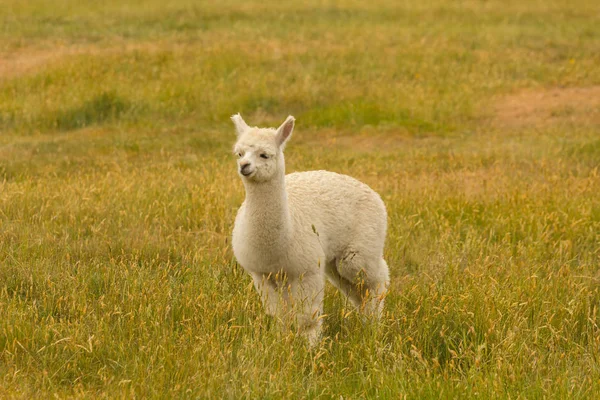 Blanco Lindo Bebé Alpaca Jugando Sobre Vidrio Verde Enmarcando Animal — Foto de Stock