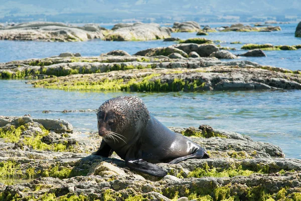 Seal playing on sea coast, marine life animal