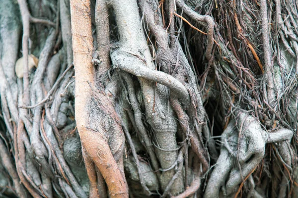 Fechar Árvore Plantas Raiz Fundo Textura — Fotografia de Stock
