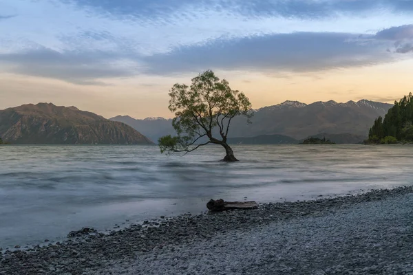 Alleen Boom Wanaka Meer Tijdens Zonsondergang Nieuw Zeeland Natuurlijke Landschap — Stockfoto