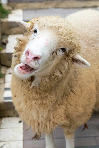 Divertido Lindo Ovejas Cerca Animal Granja — Foto de Stock