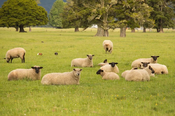 Овцы Садятся Зеленое Стекло Сельскохозяйственные Животные — стоковое фото