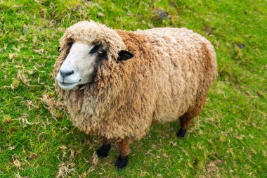 Bebeğim kahverengi koyun yeşil cam üzerine, çiftlik hayvanı standı