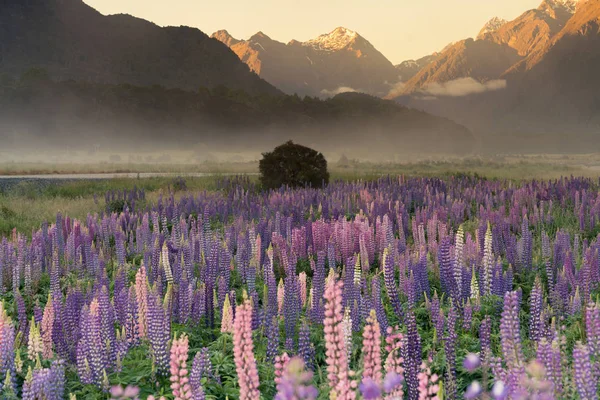 Tom Manhã Sobre Full Bloom Lupine Field Nova Zelândia Verão — Fotografia de Stock