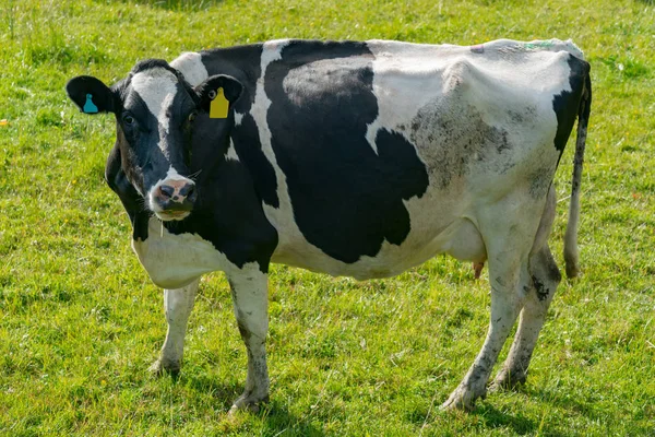 Mirando Vaca Vidrio Verde Nueva Zelanda Granja Animal —  Fotos de Stock