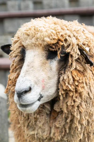 Cabeza Oveja Marrón Cerca Animal Granja — Foto de Stock