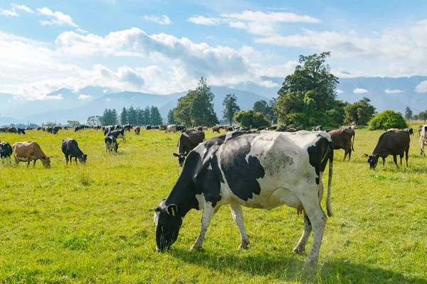 Vaca Comendo Vidro Verde Animal Fazenda Nova Zelândia — Fotografia de Stock
