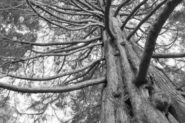 Meşe ağacı siyah beyaz sesi altında doğal arka plan