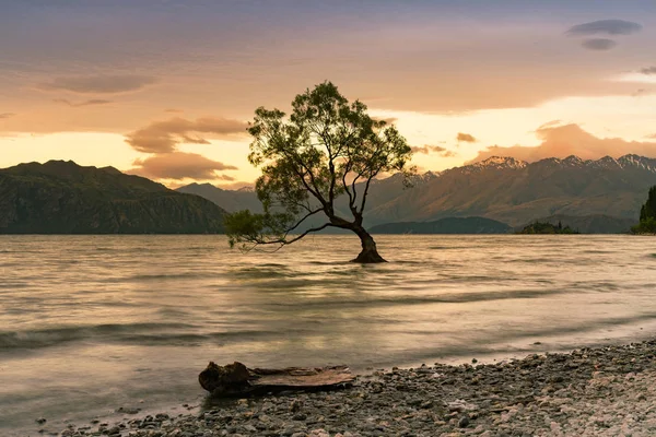 Ηλιοβασίλεμα Πάνω Από Μόνο Δέντρο Λίμνη Wanaka Νερό Νέα Ζηλανδία — Φωτογραφία Αρχείου