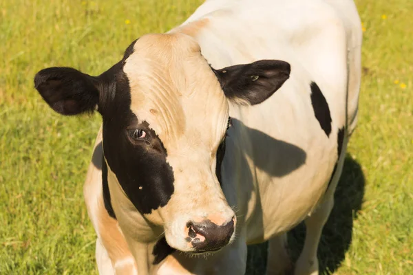 Vaca Cerca Con Fondo Vidrio Verde Animal Granja — Foto de Stock