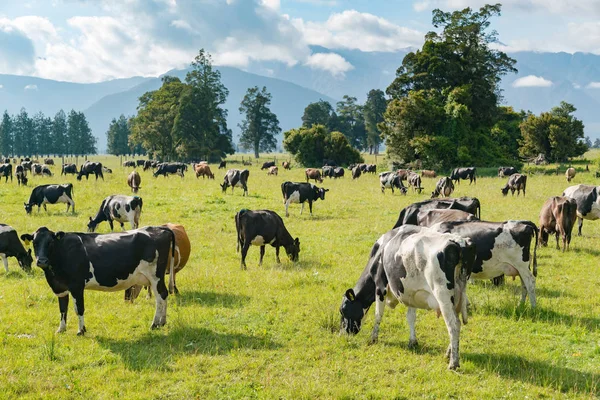 Vaca Pie Sobre Vidrio Verde Animal Granja Nueva Zelanda — Foto de Stock