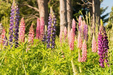 Tam çiçeklenme acı bakla çiçek, Yeni Zelanda yaz sezonu doğal manzara arka plan