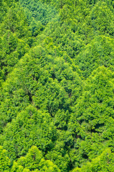 Top view green tree forest, natural landscape background