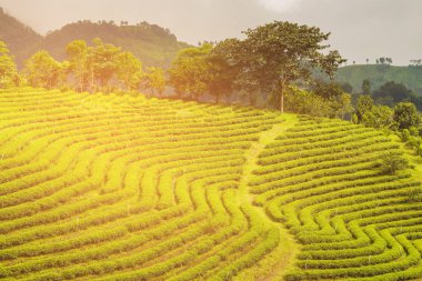 Yüksek zemin yeşil çay plantasyon alanın dağ yamacı üzerine 