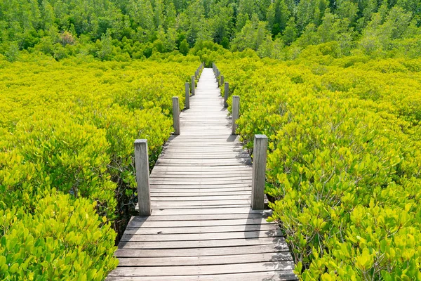 Houten Pad Lopen Groene Mangrove Natuurlijke Landschap Achtergrond — Stockfoto